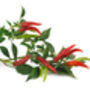 Chilli Plants, 'Super Chilli', thumbnail 3 of 11
