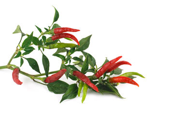 Chilli Plants, 'Super Chilli', 3 of 11