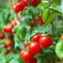 Tomato Plants 'Tumbling Tom Red' Three Plants In Pots, thumbnail 3 of 5