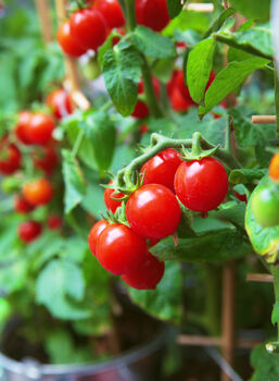 Tomato Plants 'Tumbling Tom Red' Three Plants In Pots, 3 of 5