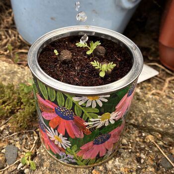 Wildflower Grow Kit With Forget Me Not Or Chamomile Seeds, 6 of 10