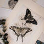 Framed Pair Of Vintage Butterfly Art Prints In Sand Frames, thumbnail 4 of 10