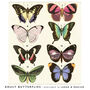 Family Butterfly Print, Unframed, thumbnail 8 of 9