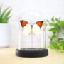 Great Orange Tip Insect Bug Moth Butterfly Bell Jar Entomology Taxidermy Interior Design Home Decor Cloche Modern Display Gift Ornament, thumbnail 1 of 4