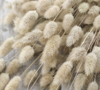 Natural Lagurus Dried Bunny Tails Bunch, 2 of 4