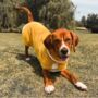 Luxury Dog Drying Coat, thumbnail 3 of 12
