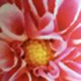 Dahlia Dream Floral Lampshade, thumbnail 3 of 9