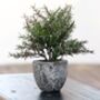 Rosemary Plant In A Stone Pot, thumbnail 1 of 1