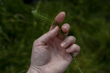 Foraging And Cooking Experience For Two Voucher, 5 of 5