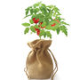 Cherry Tomato Jute Bag Grow Set, thumbnail 6 of 6