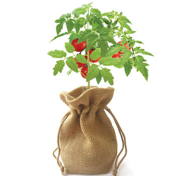 Cherry Tomato Jute Bag Grow Set, 6 of 6