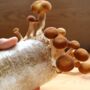 Wilderness Mushroom Grow Kit Fruits Organic Mushrooms, thumbnail 4 of 7