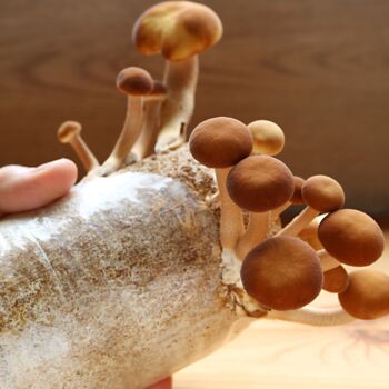 Mushroom Grow Kit Wilderness, Organic Farm, 4 of 7
