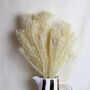 Bleached White Dried Broom Bloom Bunch, thumbnail 1 of 3