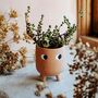 Mini Leggy Terracotta Planter With Choice Of Plant, thumbnail 1 of 2