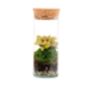 Closed Ready Made Terrarium | 'Seville', thumbnail 2 of 6