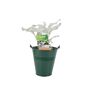 Senecio Angel Wings Plant In 2 L Pot – Silvery Foliage, thumbnail 2 of 7