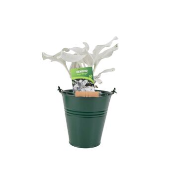 Senecio Angel Wings Plant In 2 L Pot – Silvery Foliage, 2 of 7