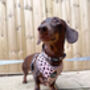 Beige And Black Scruffy Dots Dog Harness, thumbnail 6 of 9