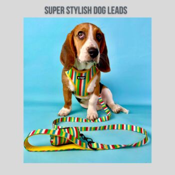 Multi Coloured Stripe Dog Lead, 3 of 4