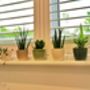 Quintet Of Mini House Plants And Ceramic Planters, thumbnail 4 of 4