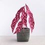 Large Plum Polka Dot Plant, thumbnail 1 of 1