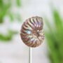 Iridescent Ammonite Bell Jar Real Authentic Jurassic Dinosaur Fossil Museum Quality Natural History Interior Design Home Decor Display Gift Ornament, thumbnail 2 of 5