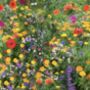 Bee Attracting Flower Seed Mixture, thumbnail 2 of 4