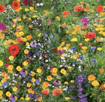 Bee Attracting Flower Seed Mixture, 2 of 4