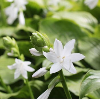 Hosta 'Royal Standard' One X Plant In A One Litre Pot, 4 of 5