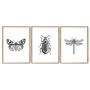 Black And White Insect Illustrations Prints, thumbnail 6 of 6