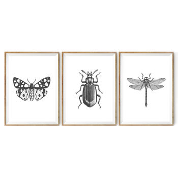 Black And White Insect Illustrations Prints, 6 of 6
