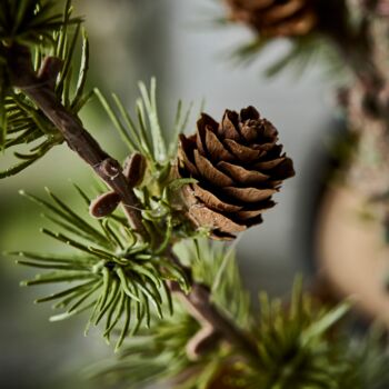 Christmas Wreath Spruce, 3 of 3