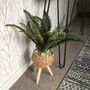 Large Boston Fern In Basket Weave Plant Stand, thumbnail 8 of 8