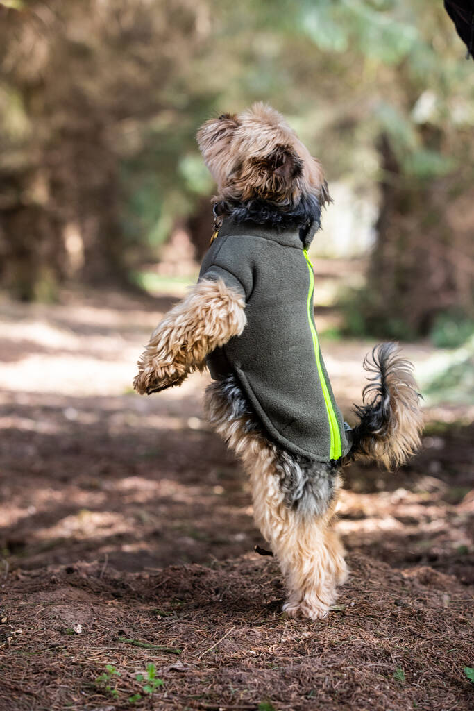 Yorkshire Terrier Polartec Dog Coat, 1 of 5