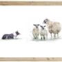 Swaledale Sheep And Border Collie Print, thumbnail 2 of 4