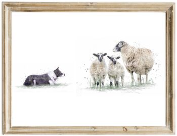 Swaledale Sheep And Border Collie Print, 2 of 4