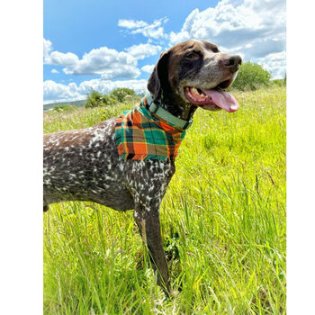 Frayed Squirrel Chaser Plaid Dog Bandana Scamps, 3 of 4