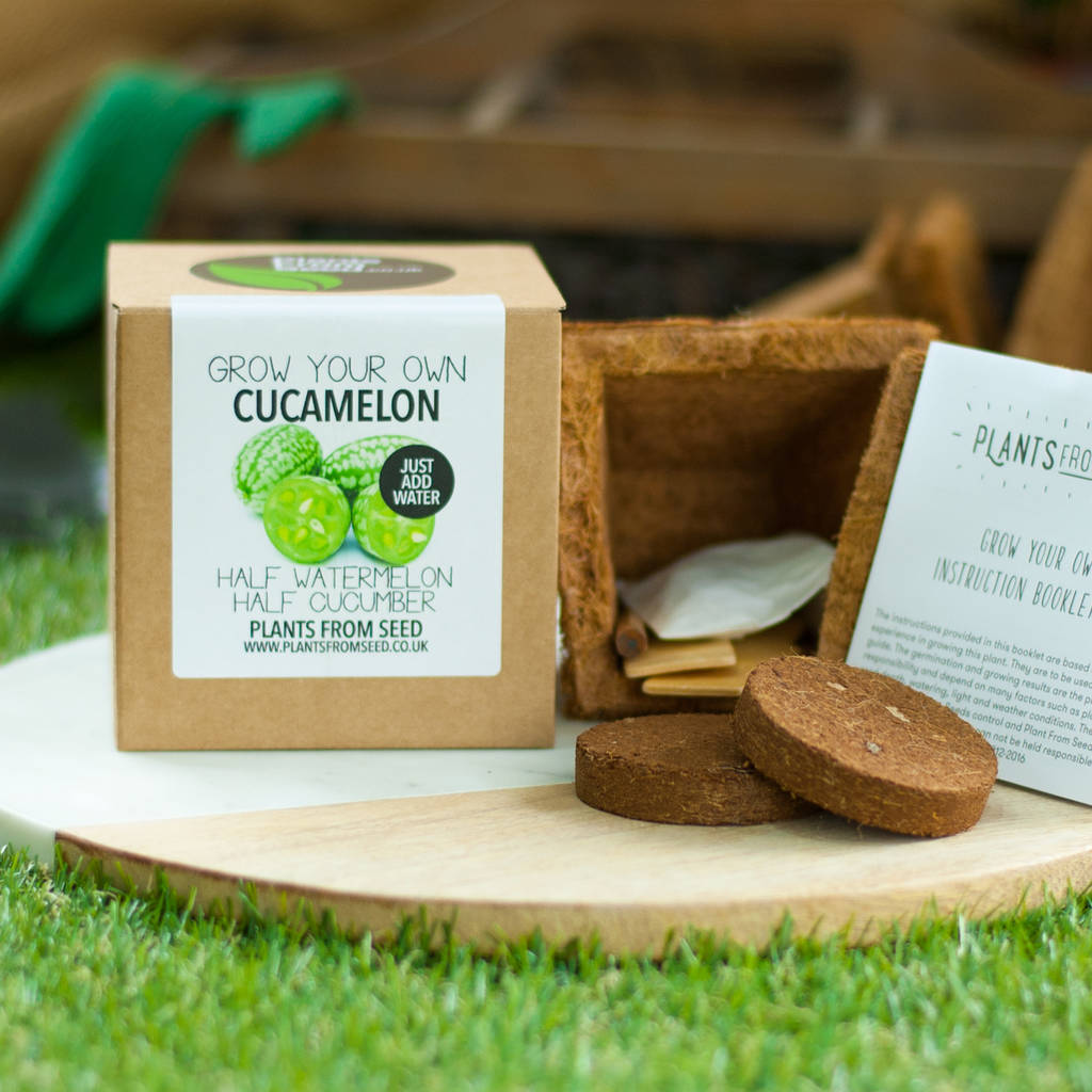 Grow Your Own Cucamelon Plant Kit By Plants From Seed