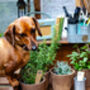 Happy Hound Herb Collection, thumbnail 2 of 12