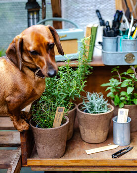 Happy Hound Herb Collection, 2 of 12