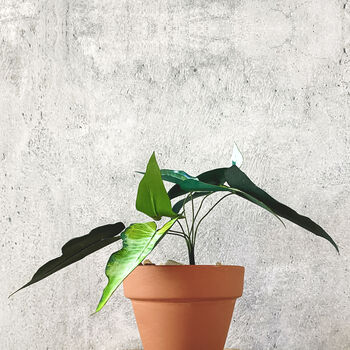 Mini Syngonium Magic Marble Potted Paper Plant, 2 of 6