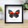 Agrias Hybrid Beatifica X Claudina Butterfly Insect Bug Entomology Taxidermy Box Frame, thumbnail 1 of 3