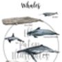 Whales Of The Oceans Illustrated Watercolour Art Print, thumbnail 5 of 5