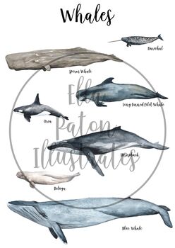 Whales Of The Oceans Illustrated Watercolour Art Print, 5 of 5