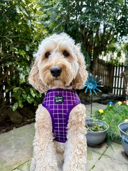 Royal Purple Patch Puppy Dog Harness Xs L, 8 of 10