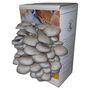 Ready To Grow Oyster Mushroom Growing Kit, thumbnail 3 of 9
