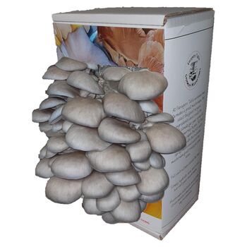 Ready To Grow Oyster Mushroom Growing Kit, 3 of 9