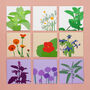 Grow Your Own Edible Flowers Seed Kit, thumbnail 9 of 11