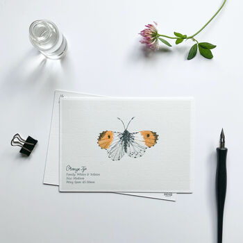 ‘Butterflies’ Set Of Hand Illustrated Postcards, 4 of 6